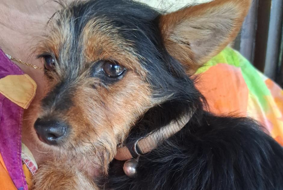 Fundmeldung Hund rassenmischung Männliche Étauliers Frankreich