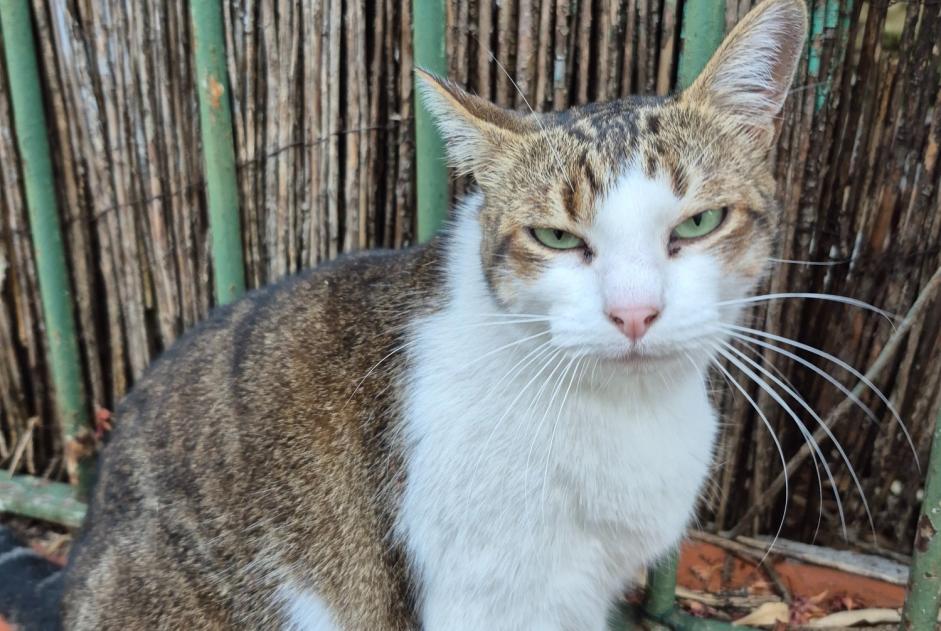 Discovery alert Cat Unknown Toulouse France