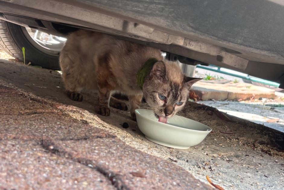 Discovery alert Cat Female Argenteuil France Discovery alert Cat Female Argenteuil France