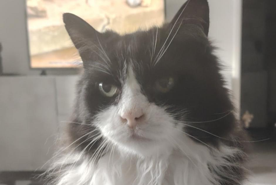 Disappearance alert Cat Male , 14 years Cormeilles-en-Parisis France