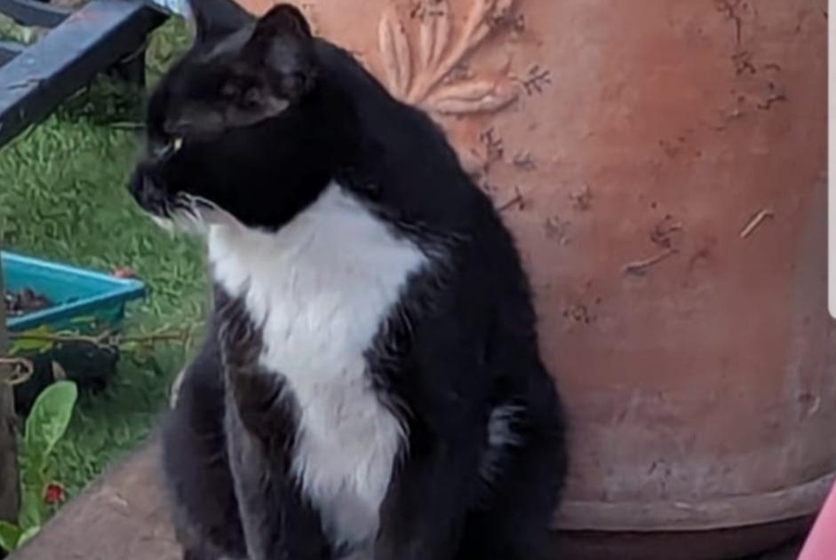Alerta de Desaparición Gato Macho , 3 años Jouy-le-Moutier Francia