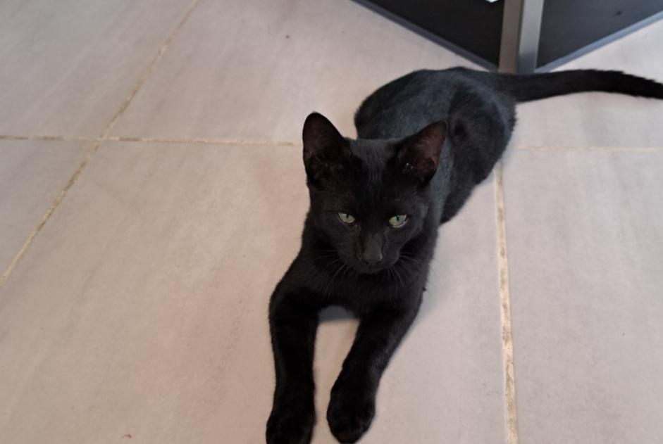 Alerta de Hallazgo Gato Desconocido Osny Francia Alerta de Hallazgo Gato Desconocido Osny Francia