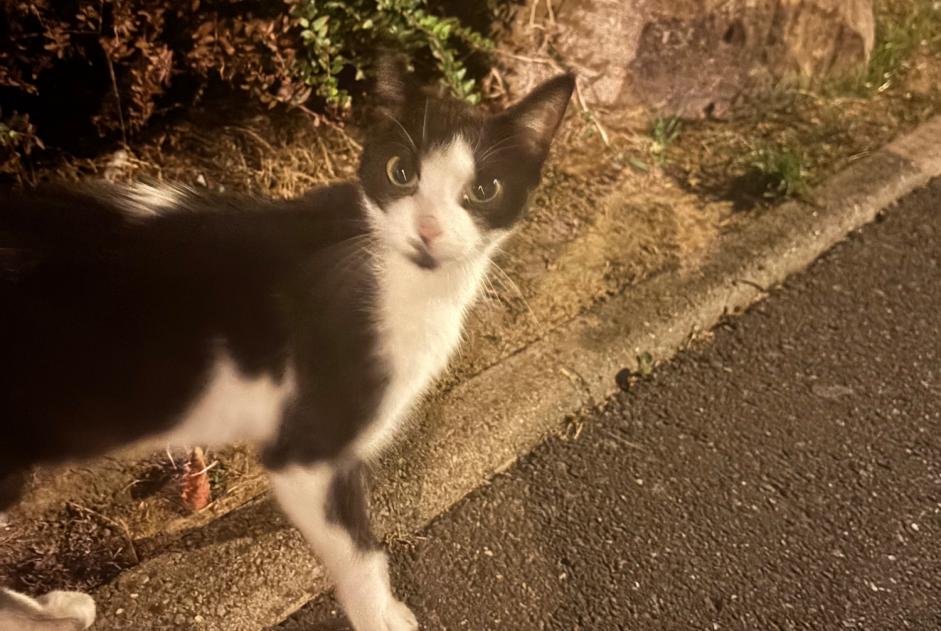 Alerte Découverte Chat Inconnu Montigny-lès-Cormeilles France