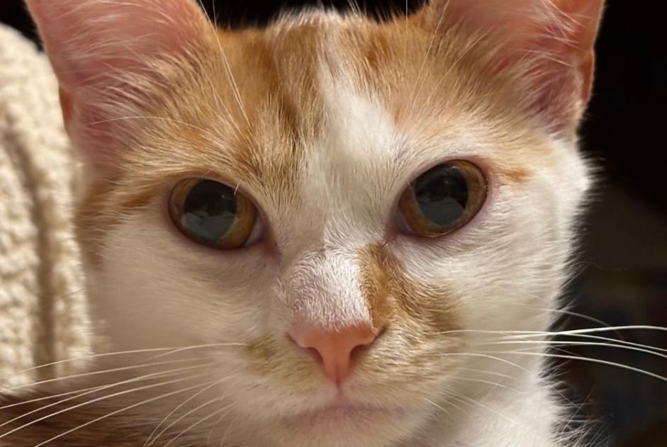 Avviso scomparsa Gatto Femmina , 1 anni Chaumontel Francia
