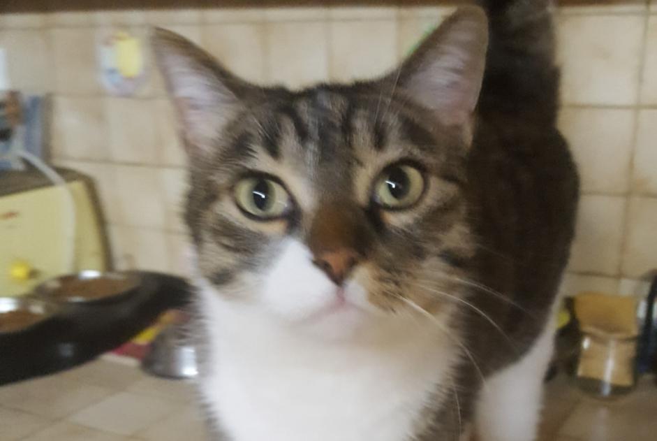 Alerta desaparecimento Gato cruzamento Macho , 10 anos Toulouse France