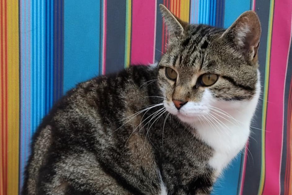 Alerta desaparecimento Gato  Macho , 6 anos L'Union France