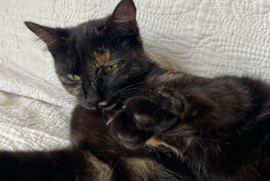 Alerta descoberta Gato Fêmea Soisy-sous-Montmorency France